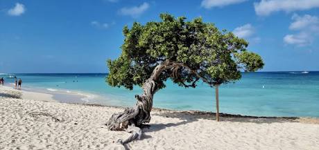 Eagle Beach in Aruba, AI generated