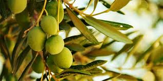 La Tunisie Exporte 170 000 Tonnes D Huile D Olive Cette Saison
