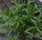 Afbeeldingsresultaat voor wilde rucola