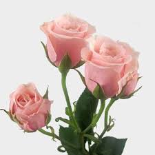 I'm thinking of changing the colour scheme of my flowers of pale pink and white roses to white with a. Spray Rose Light Pink Wholesale Blooms By The Box