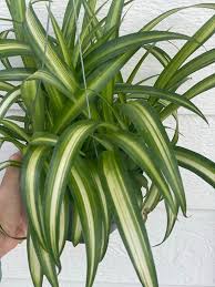 Image result for Chlorophytum