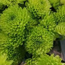 We have almost everything on ebay. Northwest Wholesale Florists Home Facebook