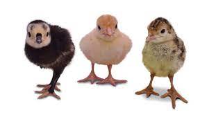These are very big turkeys that can make several meals including a fabulous soup with the carcass. Orlopp Bronze Turkey Hybrid