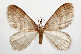 Image result for Operophtera brumata