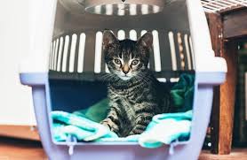 > > cliquez sur le lien ci dessous pour commencer à jouer ! Caisse De Transport 5 Astuces Efficaces Pour Y Faire Entrer Votre Chat