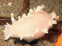 Image result for Tritonia moggii