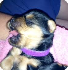 Was founded in 2000, our group's mission is to support all aspects of work done by the animal shelter staff.this includes working to increase animal adoption and redemption rates while minimizing the number of euthanized animals; St Louis Mo Yorkie Yorkshire Terrier Meet Adorable Yorkie Puppies A Pet For Adoption