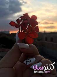 صور ورود رومانسية جديدة 2020 صور زهور وباقات ورد احلى صور ورود صور ورد
