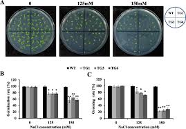 Plant cell family photo album project. Ashsp26 8a A Creeping Bentgrass Small Heat Shock Protein Integrates Different Signaling Pathways To Modulate Plant Abiotic Stress Response Bmc Plant Biology Full Text