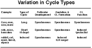 Lecture 9 Estrous Cycles