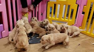 A purebred golden retriever puppy from a reputable breeder in the usa may cost you between $1,500 and $2,500. Golden Retriever Puppies Youtube