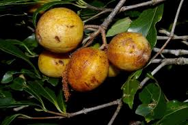 Image result for Elaeodendron