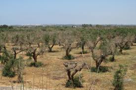 Image result for xylella fastidiosa oleander symptoms