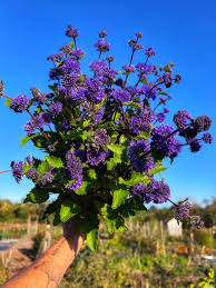 Image result for Caryopteris odorata