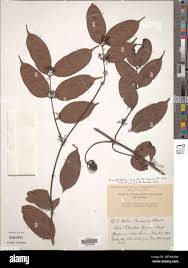 Image result for Landolphia incerta