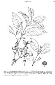 Image result for Gnetum