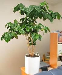 How To Grow A Coffee Plant In Pot Growing Coffee Plants Potted Trees