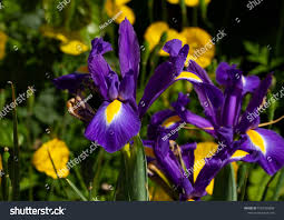 Purple Iris Popular Garden Flower That Stock Photo 1997358986 | Shutterstock
