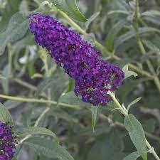 Monarch Dark Dynasty Buddleia Garden Crossings Garden Shrubs Fragrant Flowers Flower Farm