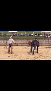 Profile for Heath Lash Horseshoeing