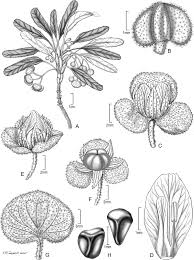 Image result for Tricalysia jasminiflora