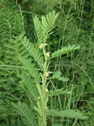 Image result for Chamaecrista grantii