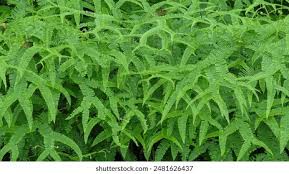 Image result for Dicranopteris elegantula