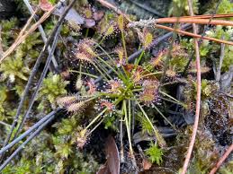 Image result for Buchnera crassifolia