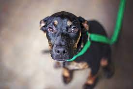 Why Is My Dog Scared Of Everything? | Petmd