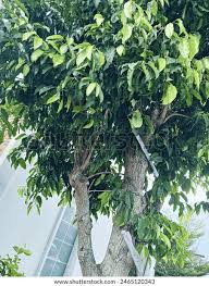 Image result for Coula edulis