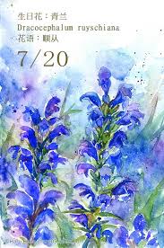 每日一花7 20 生日花 haru hello flower drawing flower painting watercolor flowers