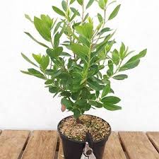 Image result for Andrachne