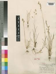 Image result for Poa binata