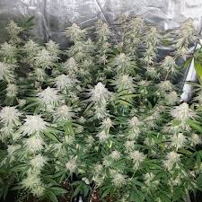Now, ive always been cynical about those claims, just like the similar claims being made by led manufacturers, but never thought that necessarily made them bad lights. Lec Vs Led Grow Lights Side By Side Cannabis Grow Journal Grow Weed Easy