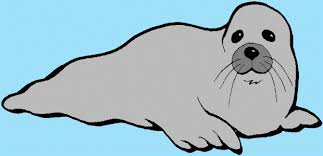This coloring page for kids features a seal balancing a ball on its nose. Seal Coloring Pages