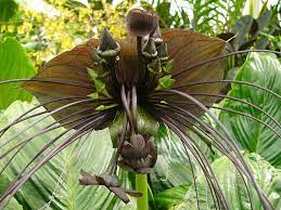 Tacca Chantrieri Halloween In The Plant World Tropical Biodiversity