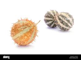 Image result for Cucumis myriocarpus