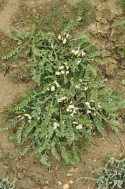 Image result for Dichilus reflexus