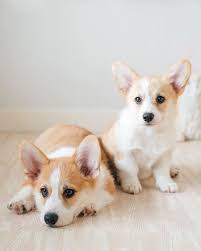 Everyday we publish content aiming to deliver the best cute & funny puppy & dog videos! Photos And Fun Facts About Adorable Baby Corgis