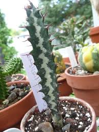 Image result for Euphorbia baylissii