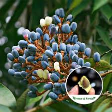 Image result for Burseraceae