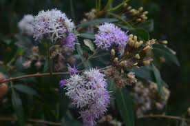 Image result for Vernonanthura