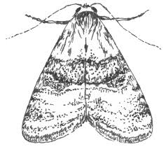 Image result for Anania perlucidalis