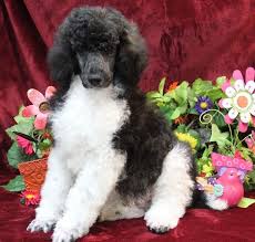 Black And White Tuxedo Standard Poodle Standard Parti Poodles Near Me For Sale With Images Poodle Puppy Parti Poodle Poodle Puppies For Sale