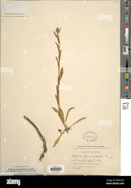 Image result for Anisotes formosissimus