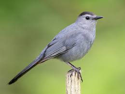 Gray Catbird - Dumetella carolinensis - Birds of the World