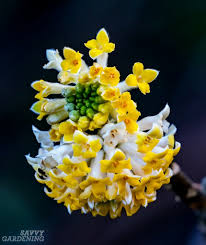 These evergreen flowering shrubs will bring color to your garden throughout the seasons. Low Maintenance Shrubs 18 Choices For Your Garden