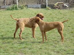 Image result for maďarský ohař drátosrstý