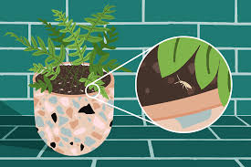 One can find millions of springtails in a land of about one hectare. How To Get Rid Of Springtails Apartment Therapy