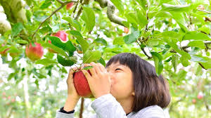 Apple valley is much smaller than mercier or panorama, but it offers a lot for its size. 7 Places To Go Apple Picking In Washington Parentmap